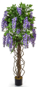 6ft Purple Wysteria w