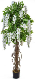 6ft White Wysteria w