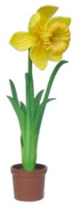 Yellow daffodil plant blooming in a small brown terracotta pot with green leaves and stem