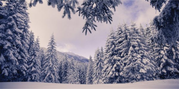 Snow-covered evergreen trees in a quiet winter forest under a pale purple sky.