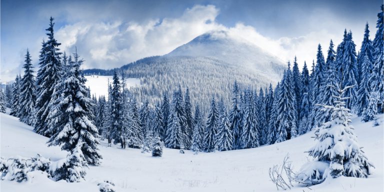 Snow-covered pine forest under a blue sky with a distant mountain peak.